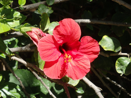 Hibiscus.